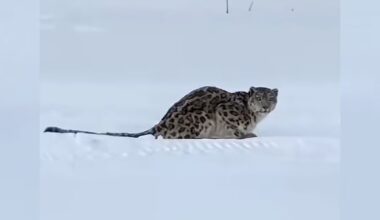 Snow leopard mauls skier in China’s Xinjiang region - CTV News