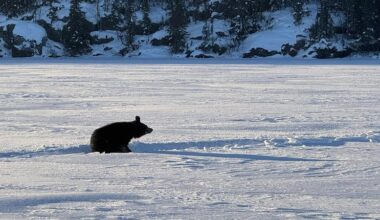 Not unusual for black bears to emerge from den during winter months: wildlife expert