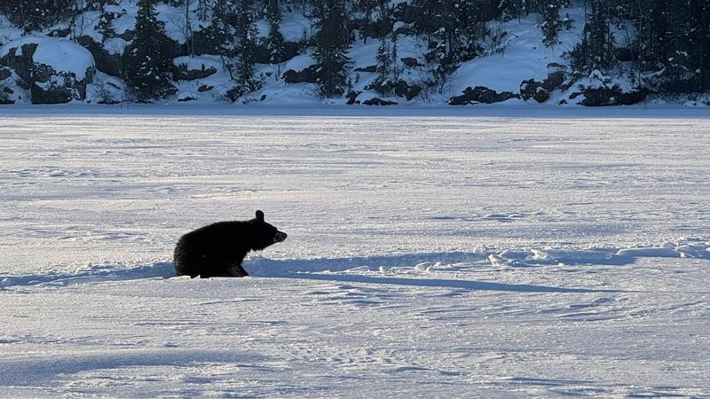 Not unusual for black bears to emerge from den during winter months: wildlife expert