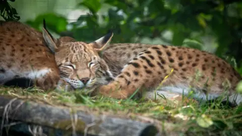 RZSS The lynx is lying sleeping next to another of the cats.The cat is light brown in colour with darker markings including stripes on its face. The lynx has black tufts on the end of its ears.