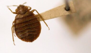 Family sues Delta and KLM for US$200,000, claiming they were attacked by bed bug infestation on flight - CTV News