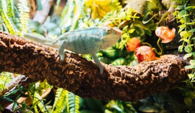 Canada’s first ‘reptile café’ opens in Toronto