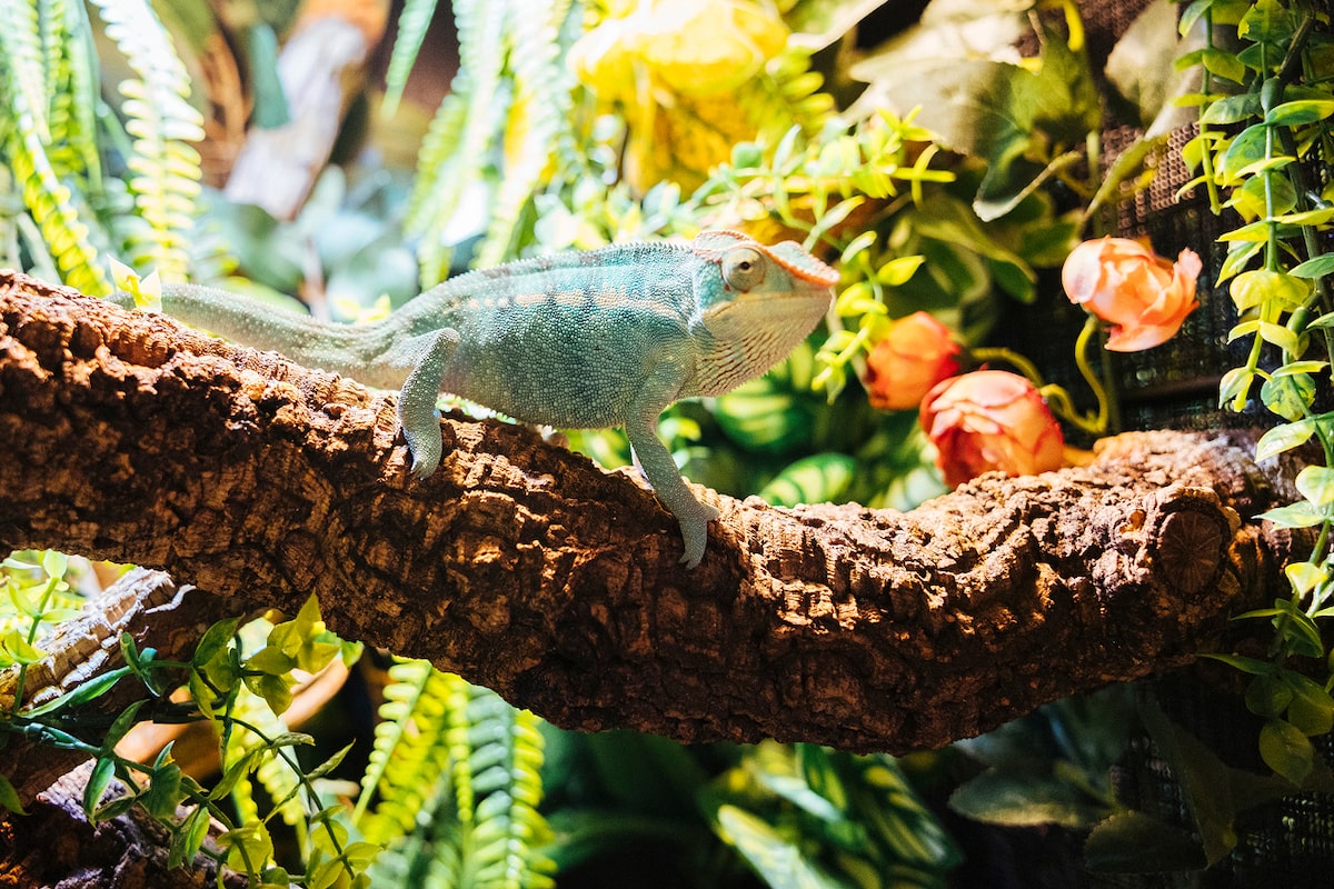 Canada’s first ‘reptile café’ opens in Toronto