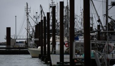 B.C's charity herring sale is back on. But hundreds of sea lions feasted first