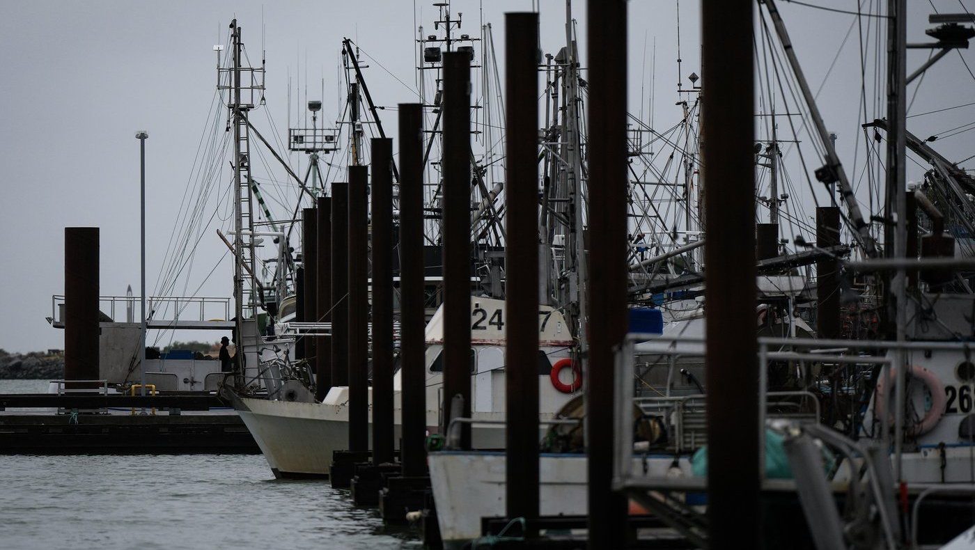 B.C's charity herring sale is back on. But hundreds of sea lions feasted first