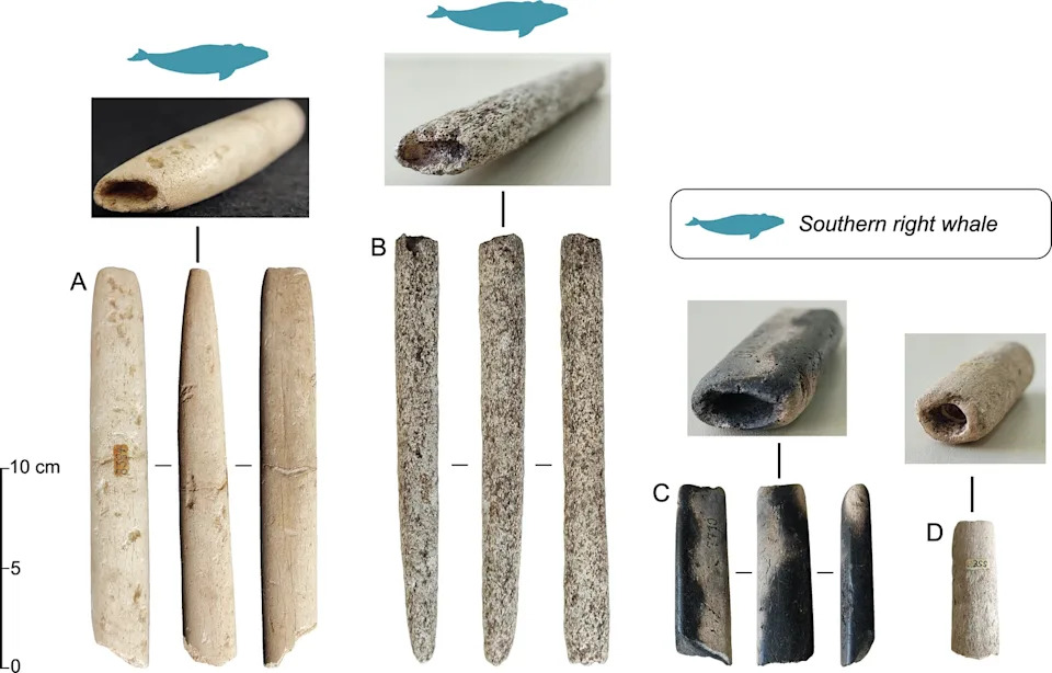 Composite figure of harpoon shaft components made from southern right whale bones