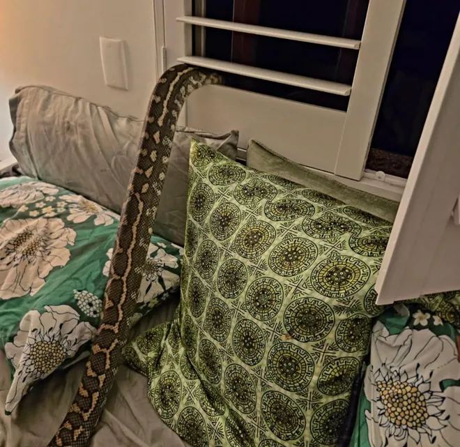 The carpet python curled atop Rachel Bloor was so big, part of its tail was out the window.