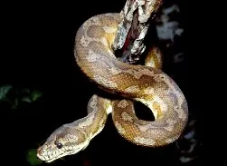 A generic image of a carpet python.