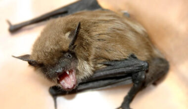 Rabid Bat Found Near Popular California Trail Prompts Urgent Warning to Hikers and Their Pets