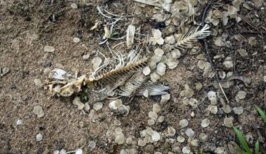 Quebec chemical firm hit with $1.4M fine over substance discharged in river - Montreal