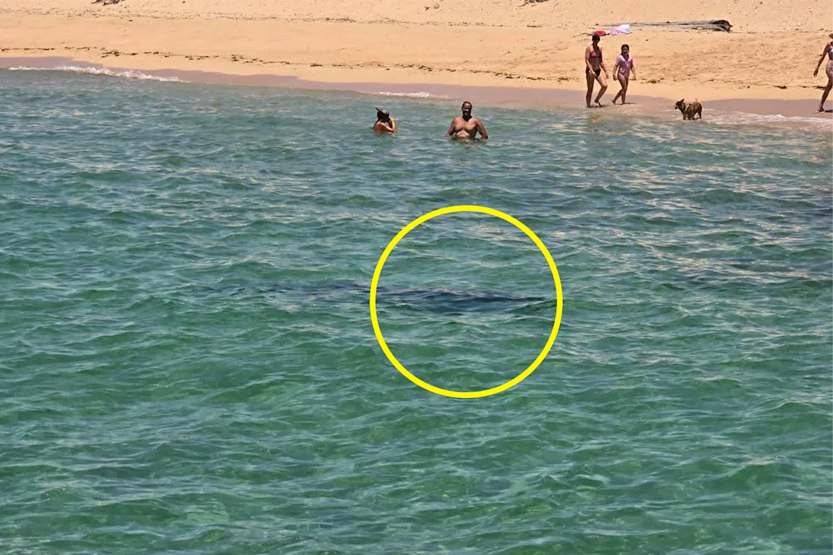 Tiger shark's 'incredible' reaction after face-off with swimmers at Aussie beach