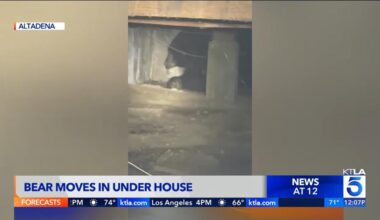 Watch: Bear evicted from California crawlspace may have found a new home