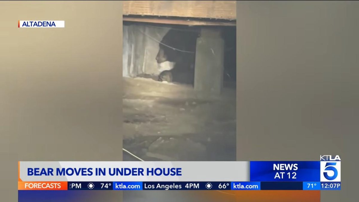Watch: Bear evicted from California crawlspace may have found a new home