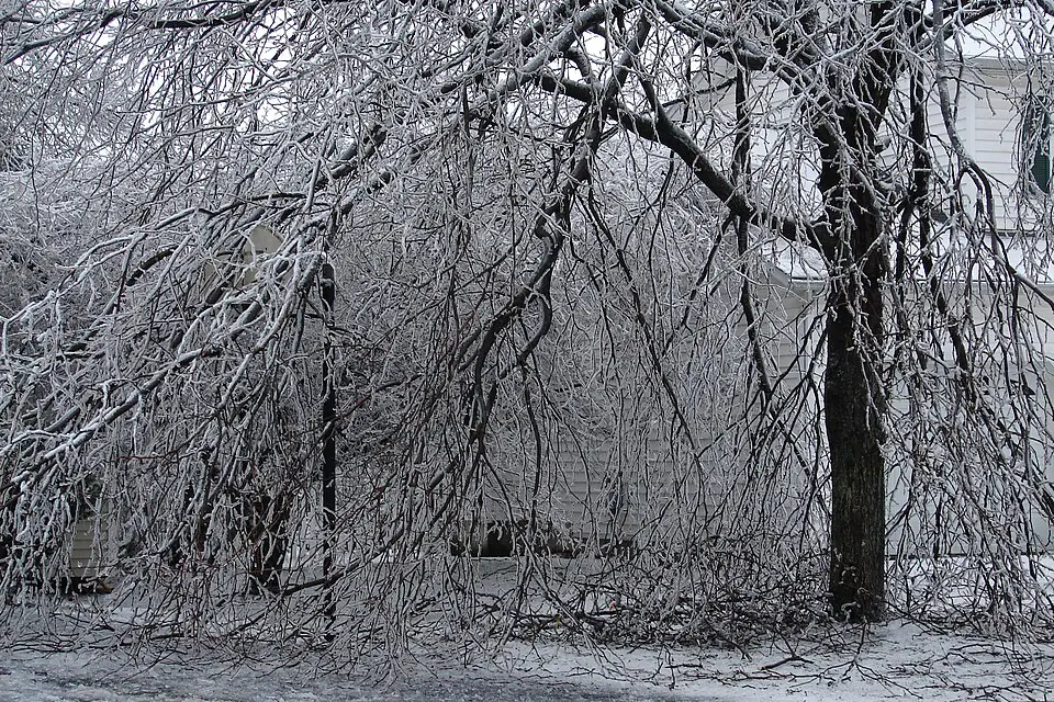 (David Lombardo/Wikipedia)