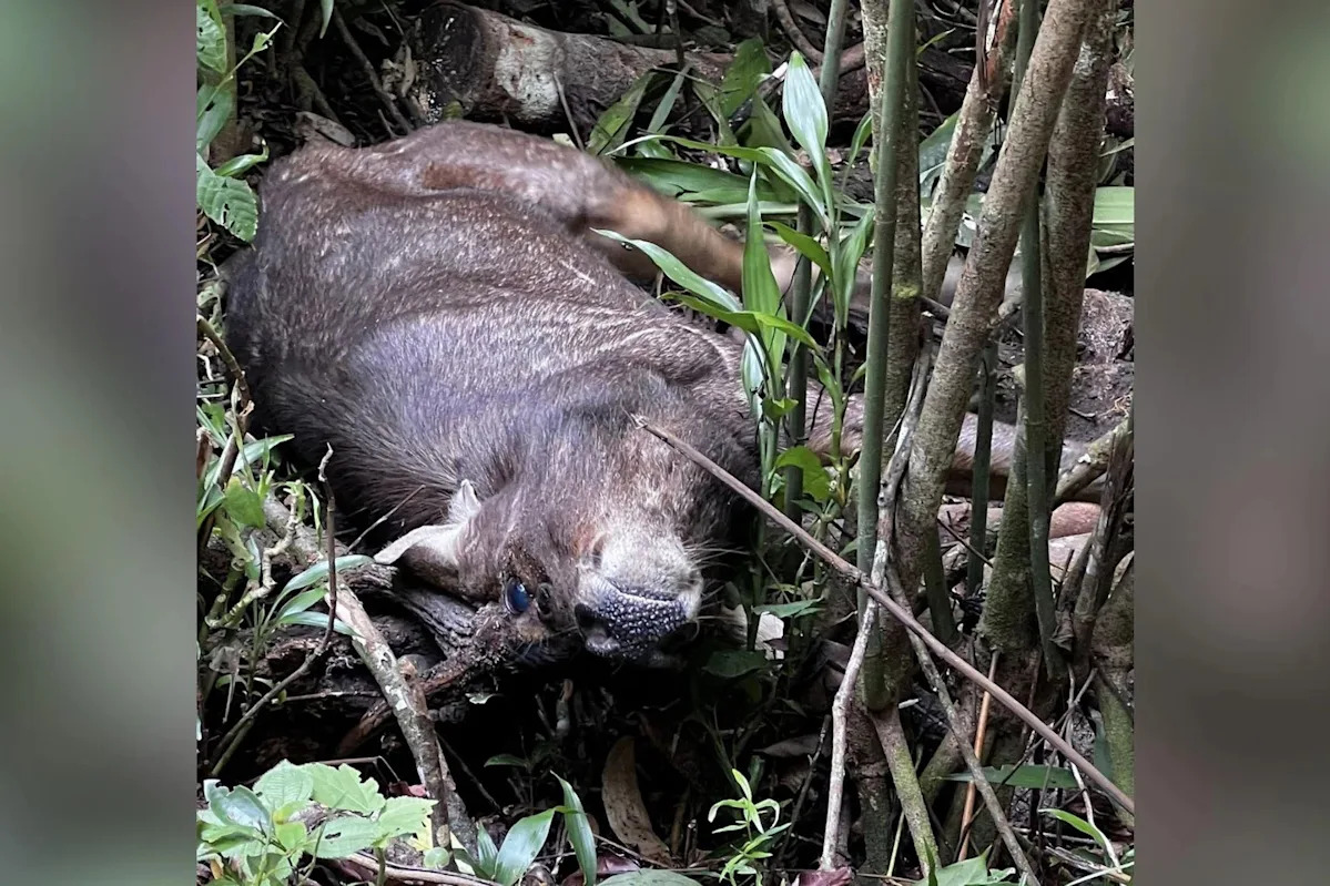 Rare sambar deer likely hit by vehicle dies of injuries near Dairy Farm area