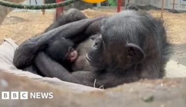 Baby chimp doing 'really well' at Colchester Zoo