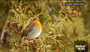 Bird enthusiasts flock to Montreal for Canadian-first sighting