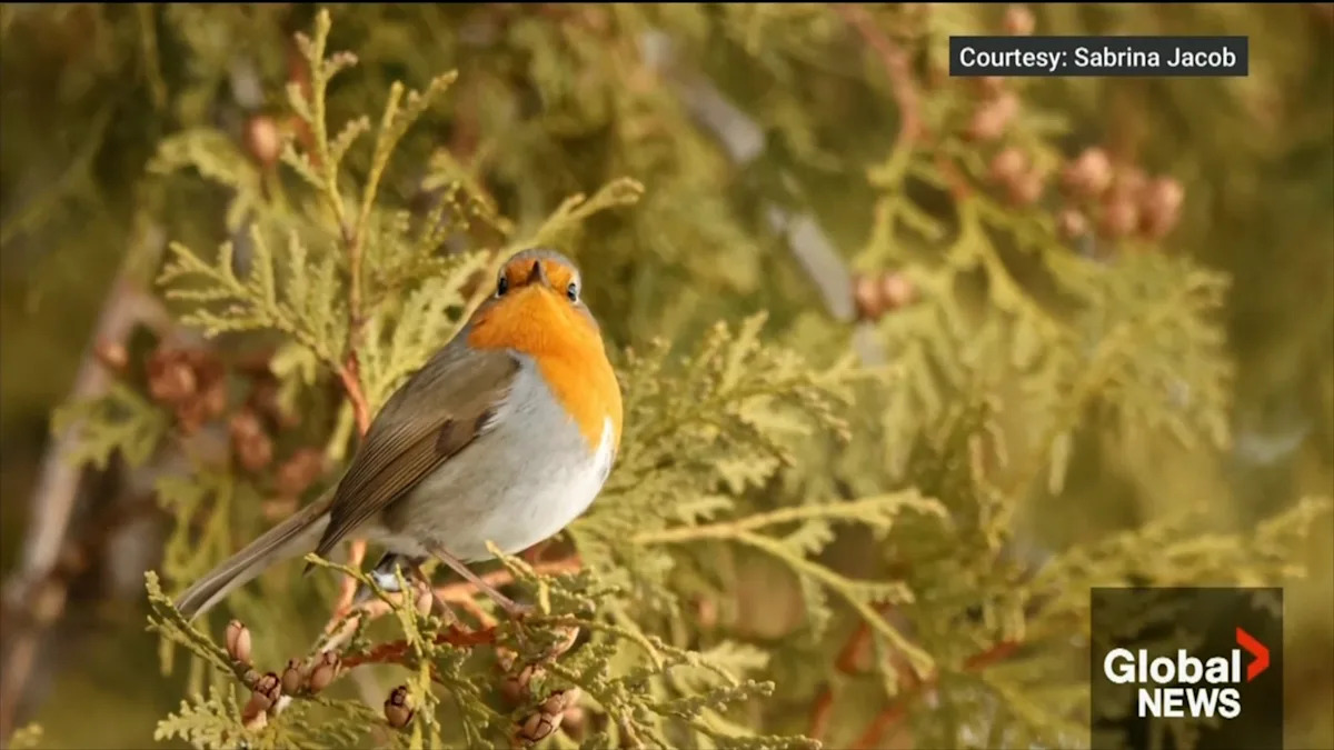 Bird enthusiasts flock to Montreal for Canadian-first sighting