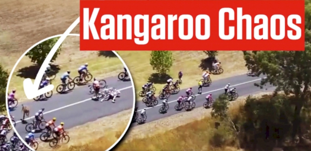 Kangaroo jumps into cycling race, knocks down leader at Tour Down Under