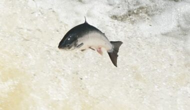 Young Atlantic Salmon Seen in Three English Rivers for First Time in a Decade