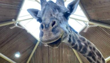 Toronto Zoo’s 13-year-old giraffe dies after being caught in ‘tragic incident’