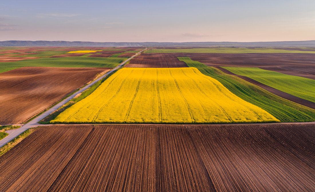 Canada-China Trade Reset Signals New Opportunities for Canadian Seed and Canola Exports
