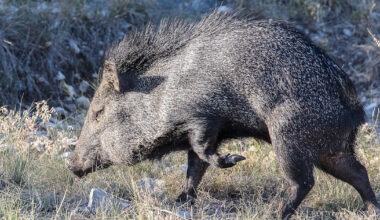 Javelina: The Nontypical Pig | MeatEater Hunting