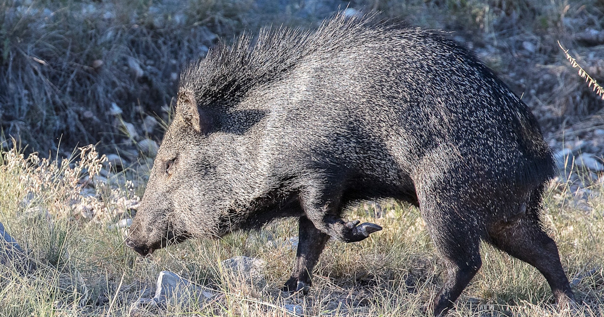 Javelina: The Nontypical Pig | MeatEater Hunting