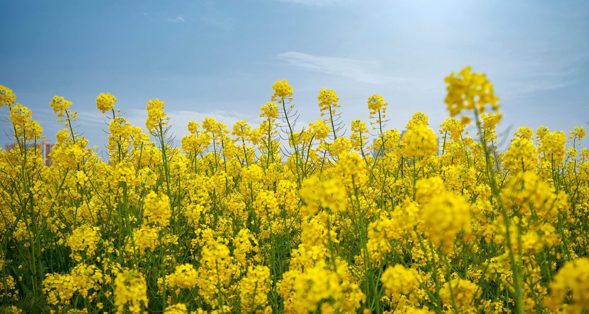 Field of flowering canola on the sky background