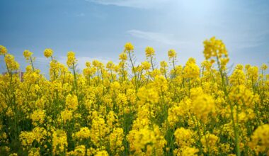 Field of flowering canola on the sky background