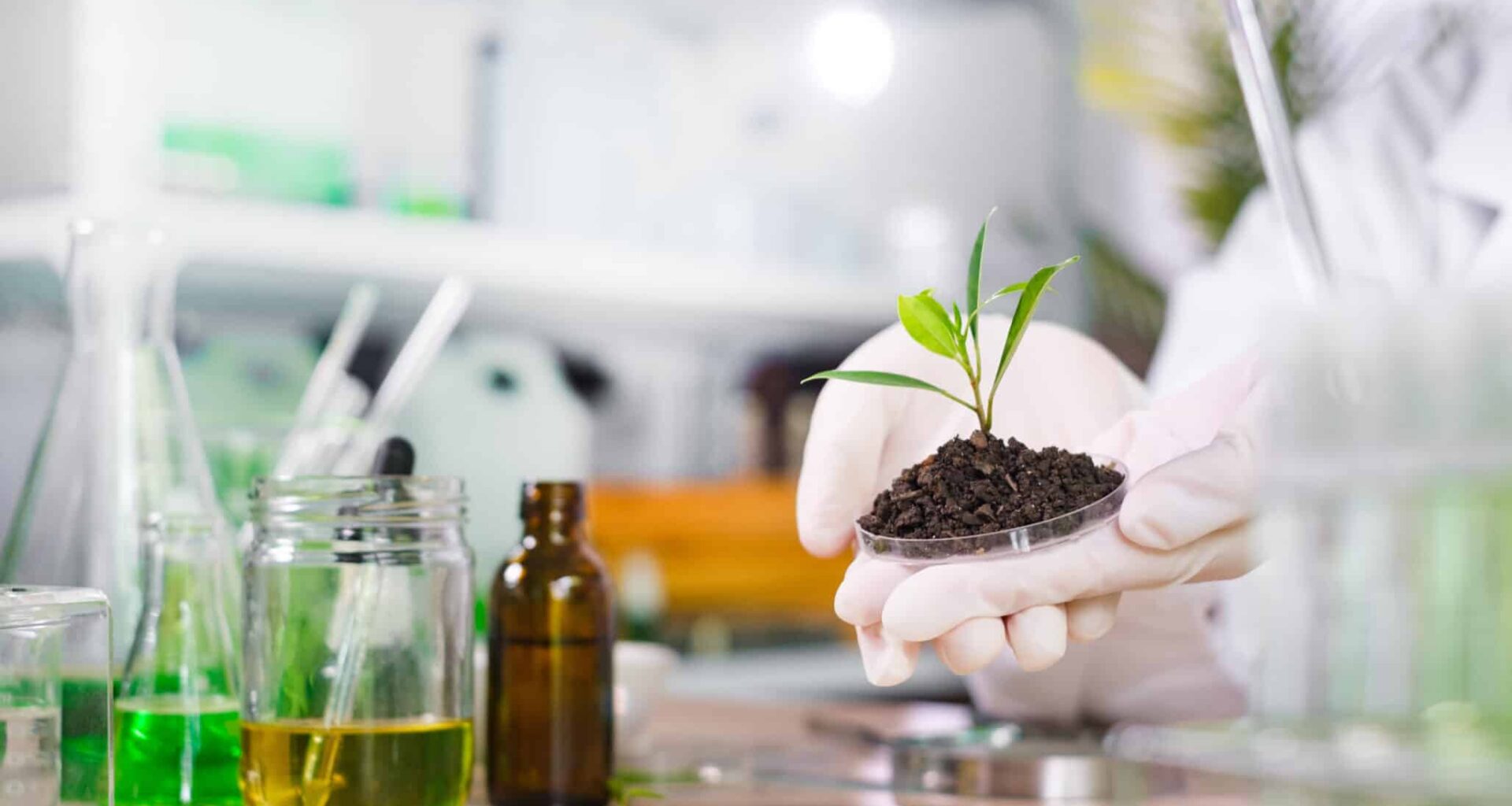 Plant Laboratory concept. Biologist hand with protective gloves holding petri dish with soil and young plant. Biotechnology, plant care and protection