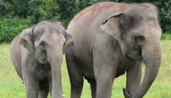 Elephants at African Lion Safari