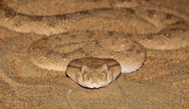 Greece prehistoric snake