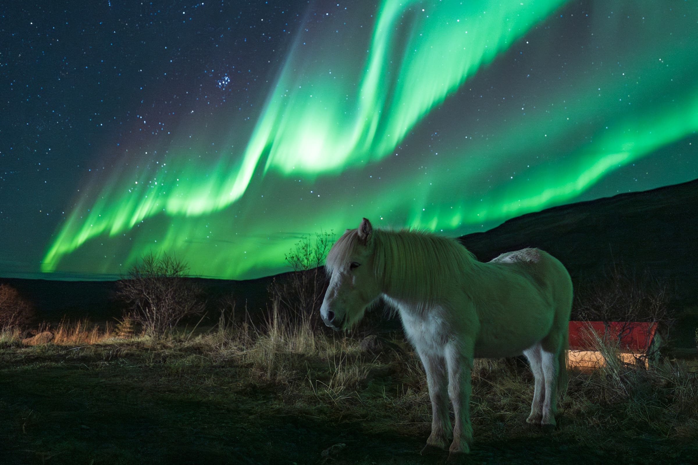 Aurora on a horse farm in Iceland