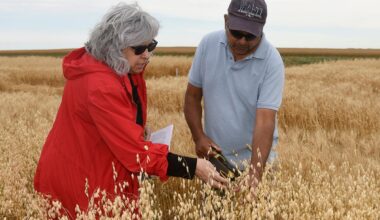 A man and a woman stand in a crop plot looking at the crop just before harvest.