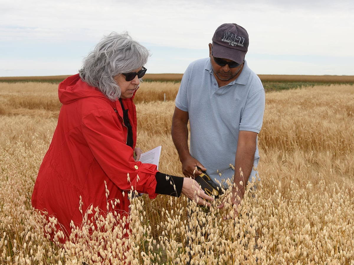 A man and a woman stand in a crop plot looking at the crop just before harvest.
