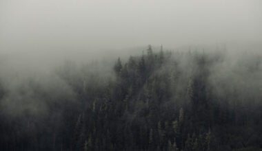 Mist hangs over trees in the southern range of the Great Bear Rainforest. Photo: Taylor Roades / The Narwhal