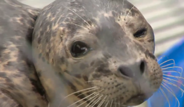 A baby harbour seal was rescued from a life-threatening gillnet that was wrapped around her neck in West Vancouver.