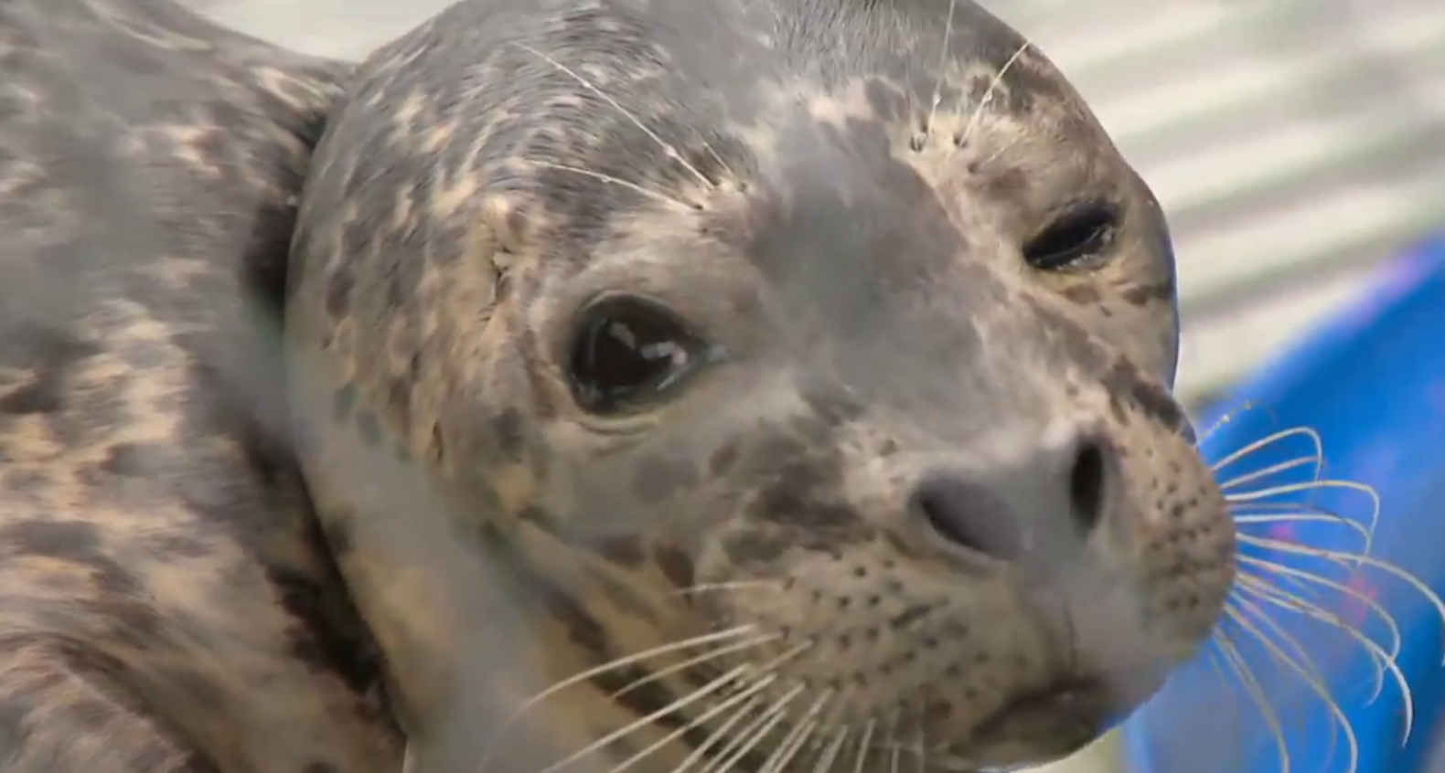 A baby harbour seal was rescued from a life-threatening gillnet that was wrapped around her neck in West Vancouver.
