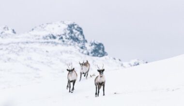 three caribou run in the snowy mountains of northern bc