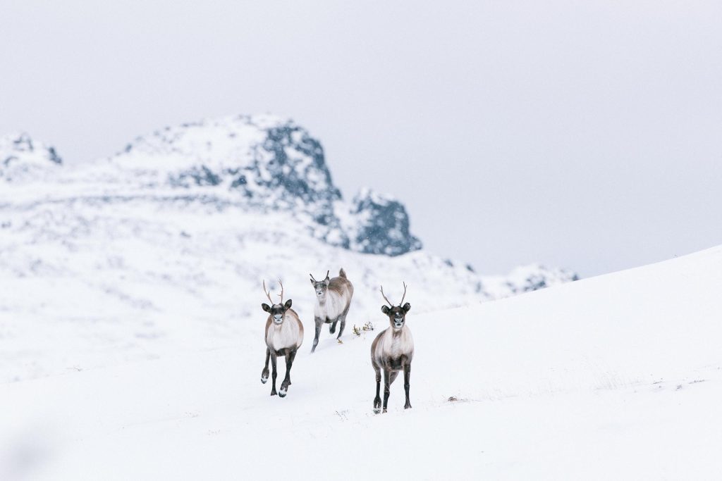 three caribou run in the snowy mountains of northern bc