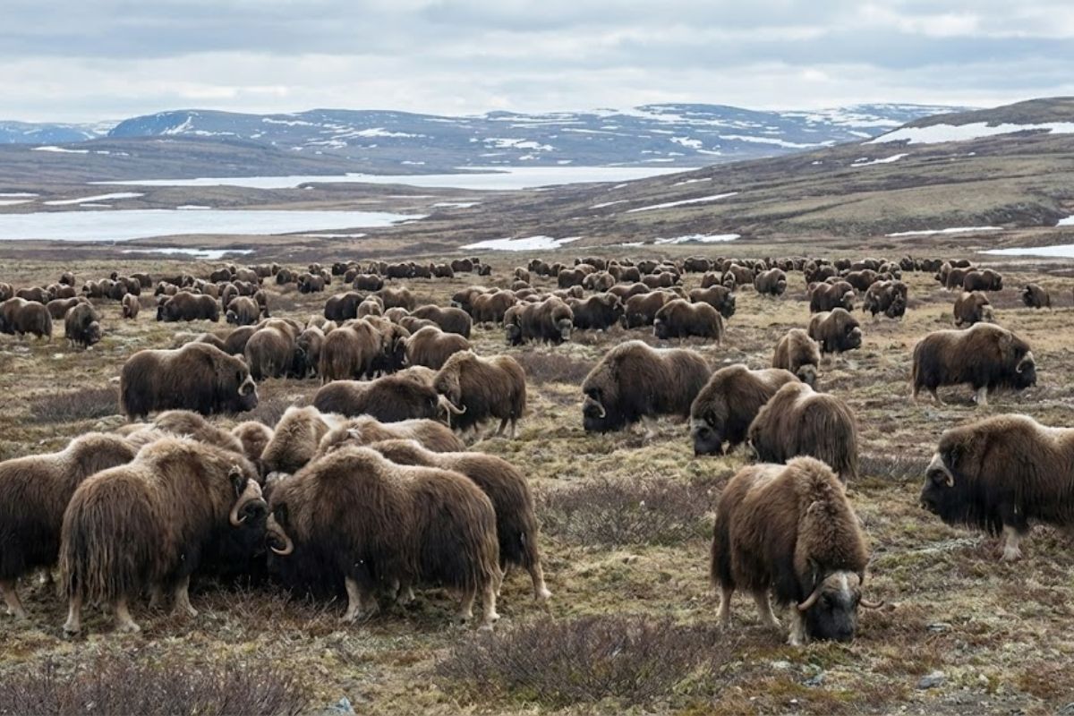 Musk oxen are transforming the Arctic tundra, stabilizing permafrost, increasing carbon sequestration, and reducing ice melt, with climate effects visible via satellite.