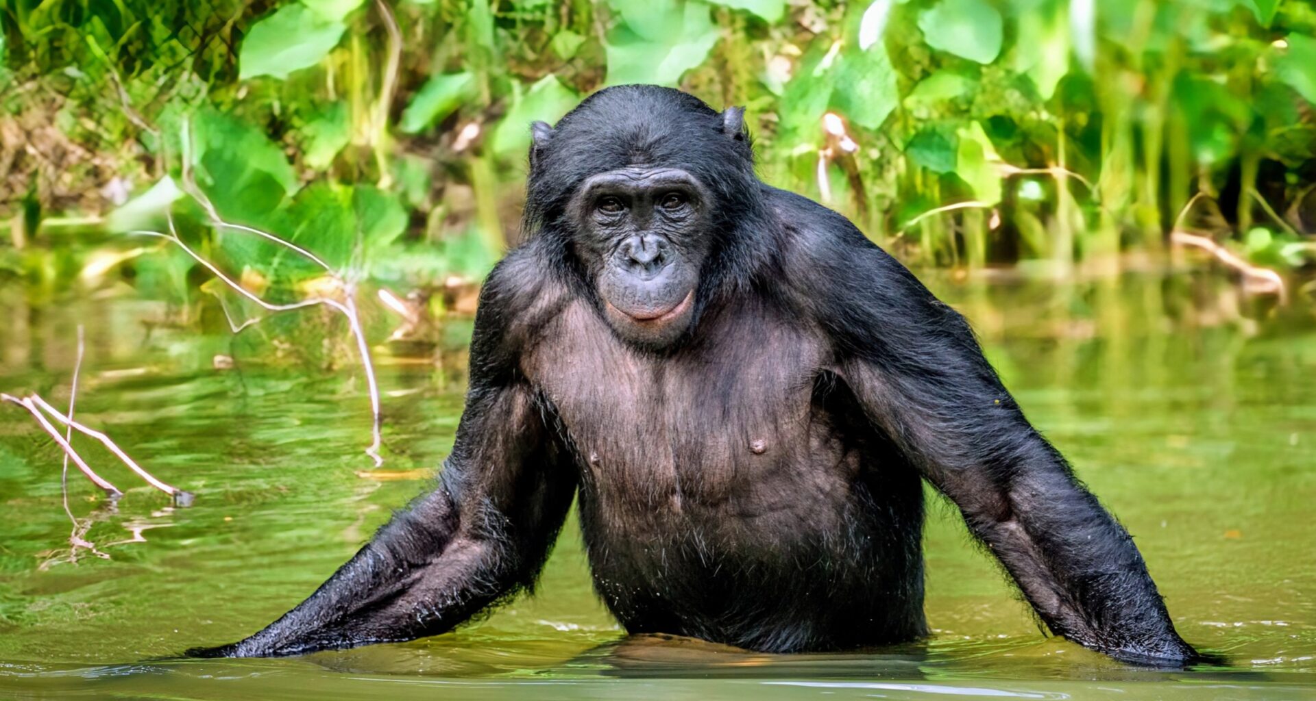 Bonobos are the only primates that don't kill others in their species