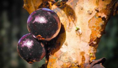 Is Jaboticaba the Next Breakout Superfood? Researchers Think So