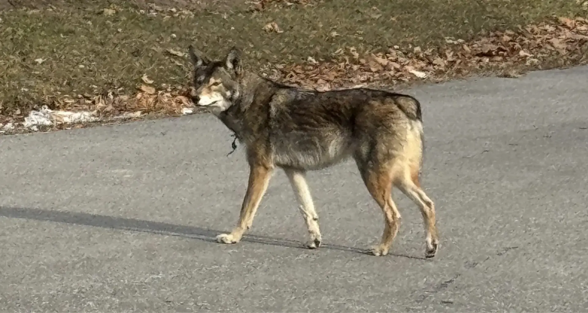 Toronto’s tailless coyote dubbed ‘Bunny’ is stealing hearts, but city warns public to keep distance