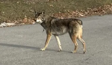 Toronto’s tailless coyote dubbed ‘Bunny’ is stealing hearts, but city warns public to keep distance