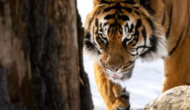 Toronto Zoo sees fewer visitors as extreme heat, cold dampen demand - Toronto