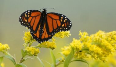 A monarch butterfly takes off from a bright yellow goldenrod flower
