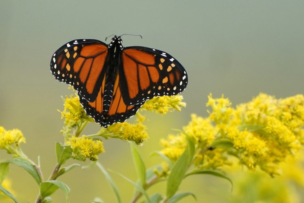 A monarch butterfly takes off from a bright yellow goldenrod flower