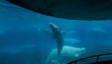 Marineland seeks permits to ship remaining whales and dolphins to U.S.